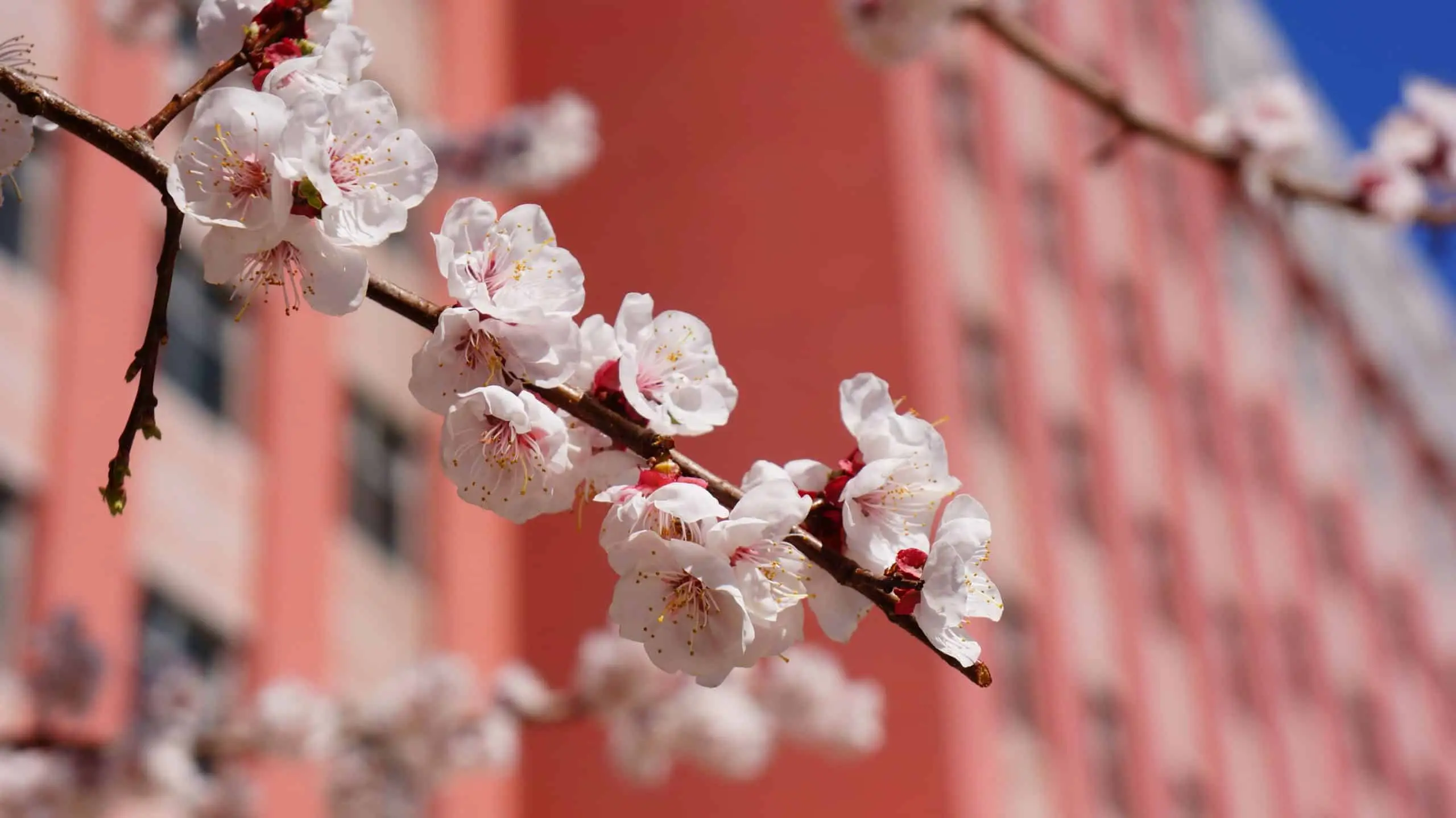 China University of Petroleum 11